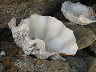 Fototapeta na wymiar Giant shell 
