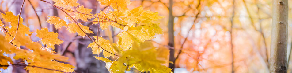 Naklejka na ściany i meble Colorful autumn leaves on a soft background on a sunny day