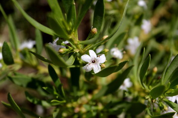 White flowers in the garden.