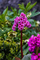 Bright red delightful flowers on a stalk grow in the open ground among green bushes.Spring park.Close-up.