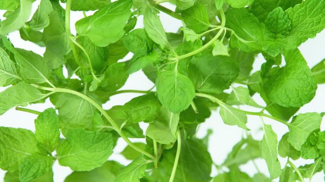 Super Slow Motion Shot of Flying Fresh Mint Towards Camera at 1000 fps.