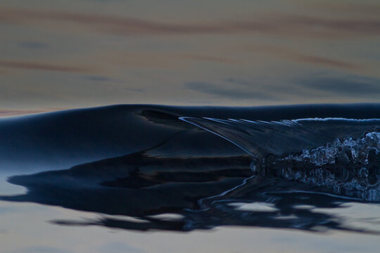 Dark Wave