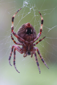 Spider on Web
