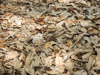 Dead leaves fall on the ground