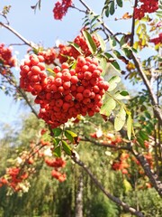 red berries on a branch