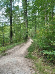 Baum, hellgrün, Waldweg, Laub, Himmel,