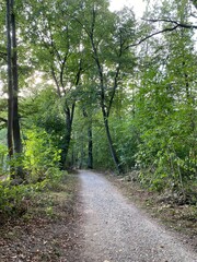 Baum, hellgrün, Waldweg, Laub, Himmel,