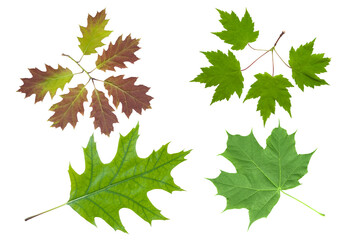 Maple leaf set