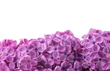 Obraz premium Lilac violet flower