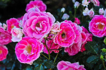 Dark pink roses bloom in a botanical garden