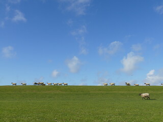 sheep on the dyke - 380007691