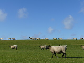 sheep on the dyke - 380007811