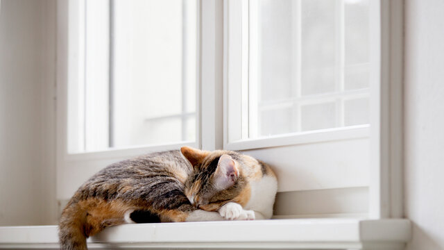 Cat rolled up sleeping on white window sill at home
