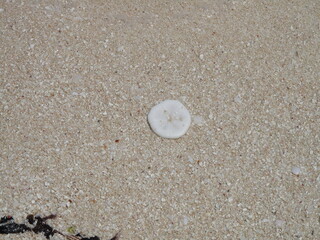 Fototapeta na wymiar shell on sand, sand dollar