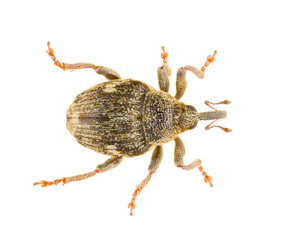 Nedyus quadrimaculatus, known as the minute seed weevils, is a species of snout beetles in the family Curculionidae. Dorsal view of isolated weevil on white background.