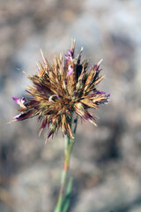 Fiore seccato