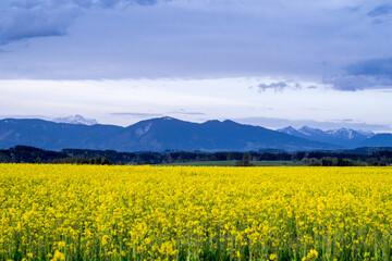 Rapsfeld vor Alpenkette