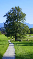 Rad- und Wanderweg am Staffelsee