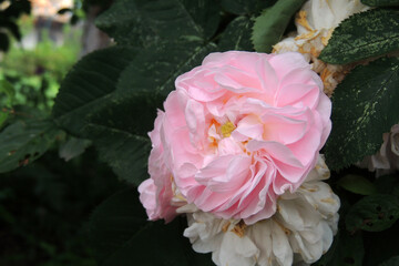 roses in the garden on the bush