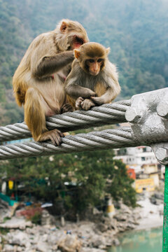 Two Monkeys in India