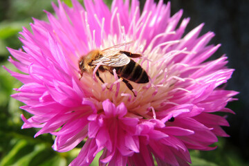 wasp on a flower