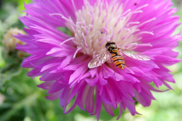 wasp on a flower