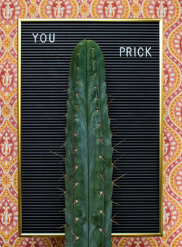 Phallic cactus with matching text on vintage letter board