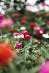red flowers in the garden