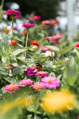 butterfly on flower field