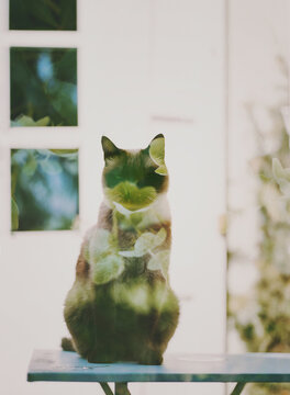 Cat and hellebores: a double exposure on film