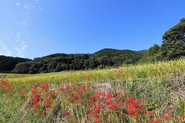 彼岸花　葛城一言主神社