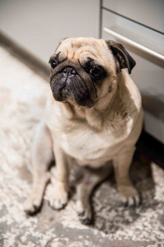 Pug resting in a kitchen