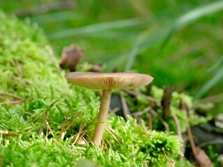 kleiner Pilz auf einem bemoosten Baustumpf