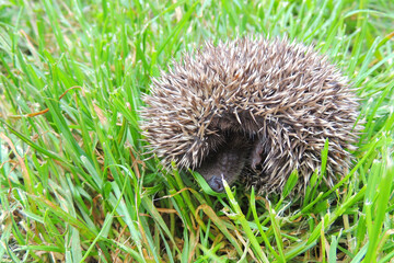 baby hedgehog in arms