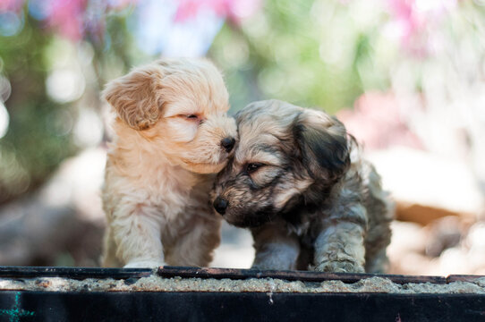 Two puppies pressing their heads next to each other