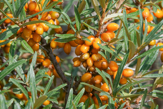 sea buckthorn