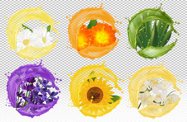 Splash of liquid on flower. Realistic chamomile, calendula, lavender, aloe vera, sunflower, jasmine. Illustration for beauty products, teas, perfumes, medicine. Vector illustration.