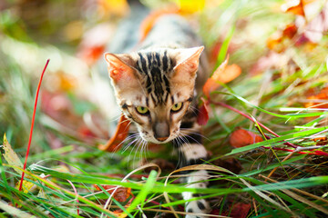 Fototapeta premium Bengal cat walks through the autumn forest.