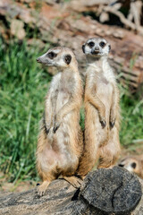 Meerkat (Suricata suricatta)