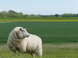 sheep on the dyke - 380012235