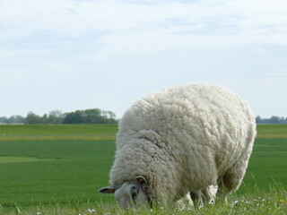 sheep on the dyke - 380012251