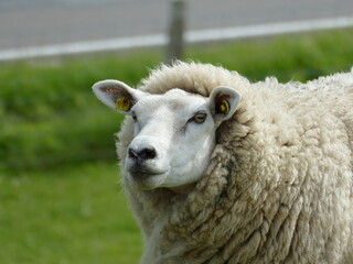 sheep on the dyke - 380012291