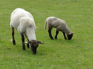 sheep in north germany - 380012433