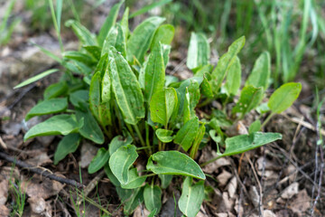 sorrel, wild sorrel in a clearing close-up, selective focus, tinted image