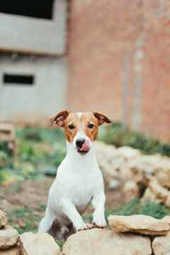 dog enjoying in the garden