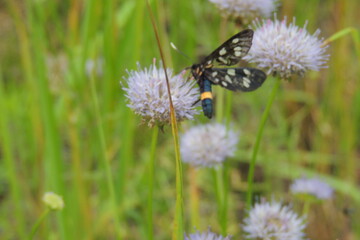 beetle on a flower in a field