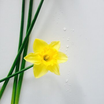 Yellow daffodil on white background