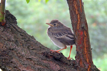 little sparrow chick