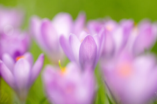 crocus flowers in grass in early spring, selective focus