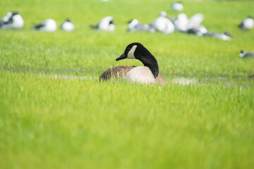 Canada Goose
